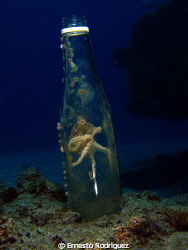 another shot of octopus in your botle clear home by Ernesto Rodriguez 